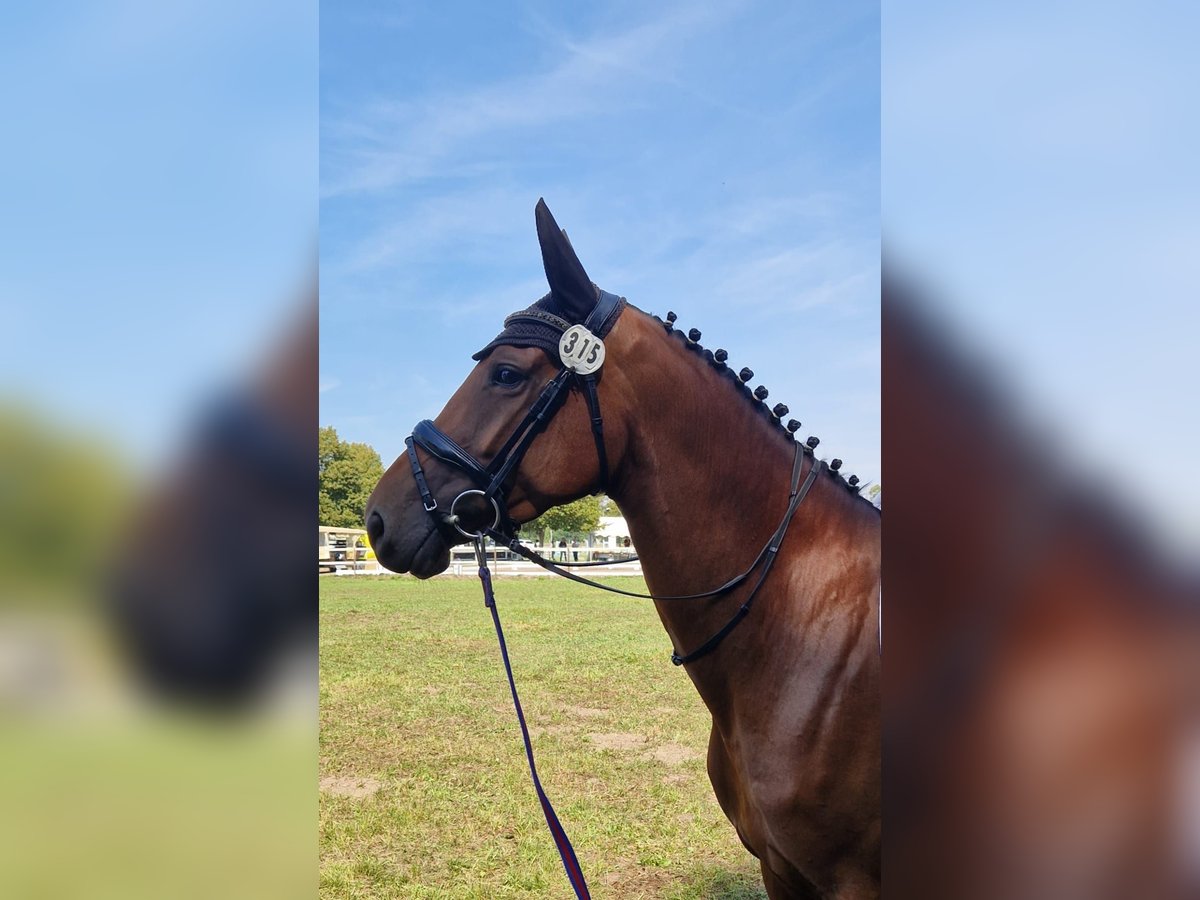 Oldenburg Mare 5 years 15,2 hh Brown in Groß Gottschow