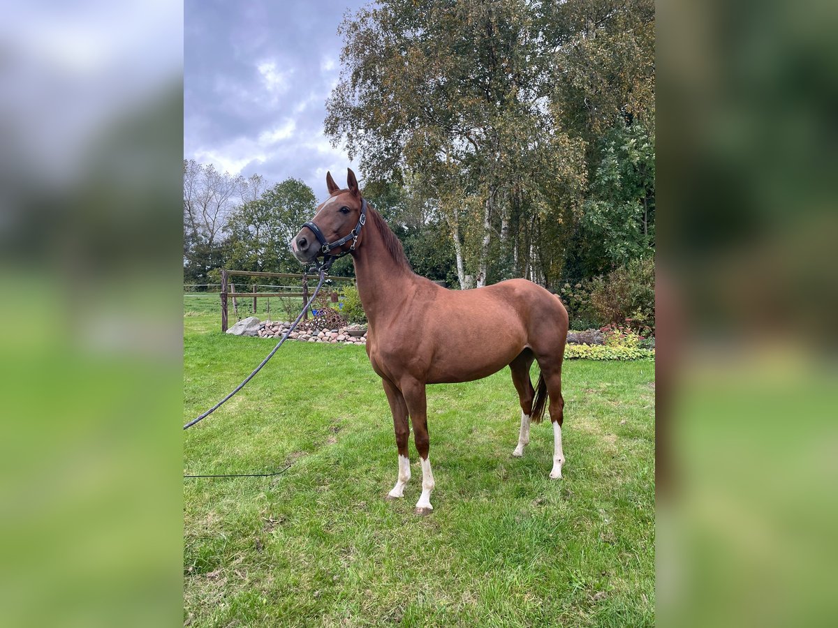 Oldenburg Mare 5 years 15,3 hh Chestnut-Red in Ihlow