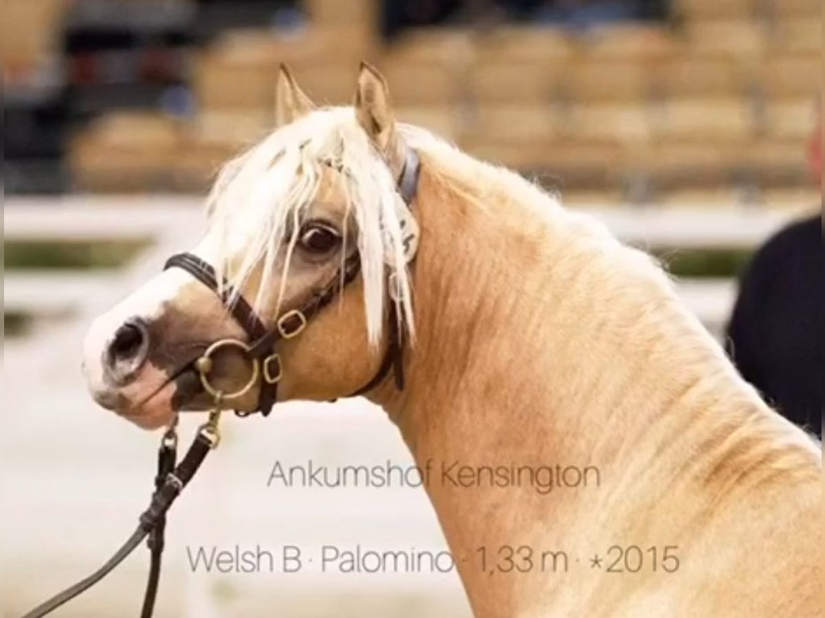 Oldenburg Mare 5 years 15 hh Gray in Wolfsbach