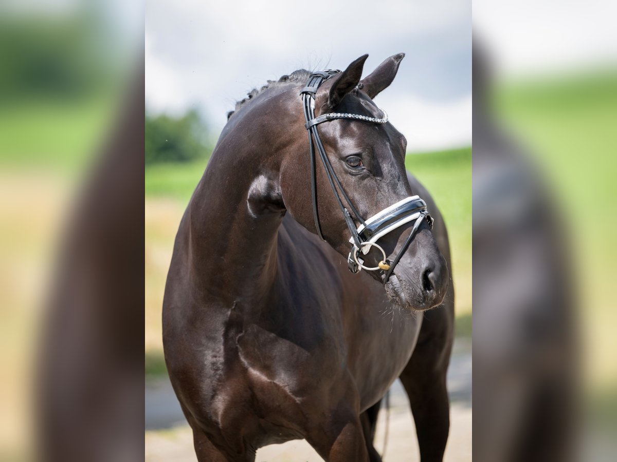 Oldenburg Mare 5 years 16,1 hh Black in Bramsche