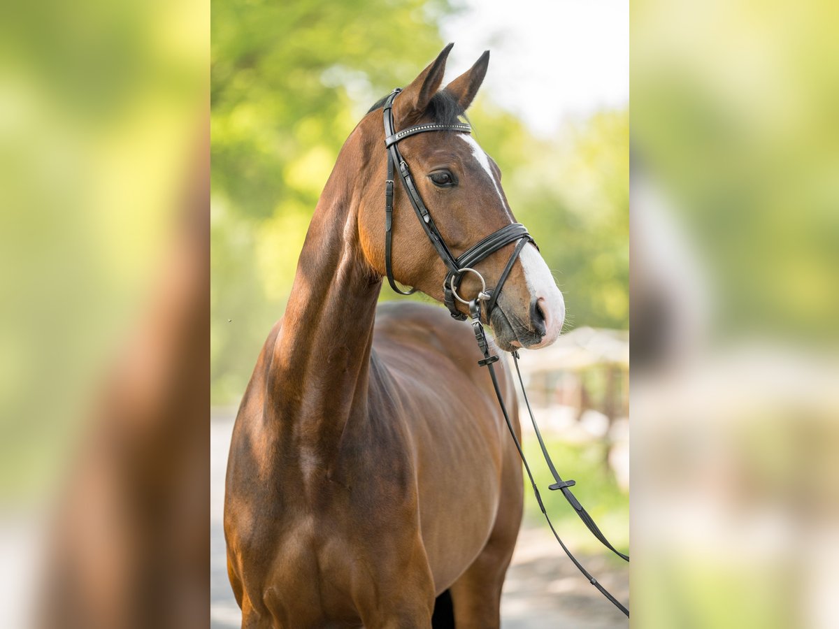 Oldenburg Mare 5 years 16,1 hh Brown in Tangstedt
