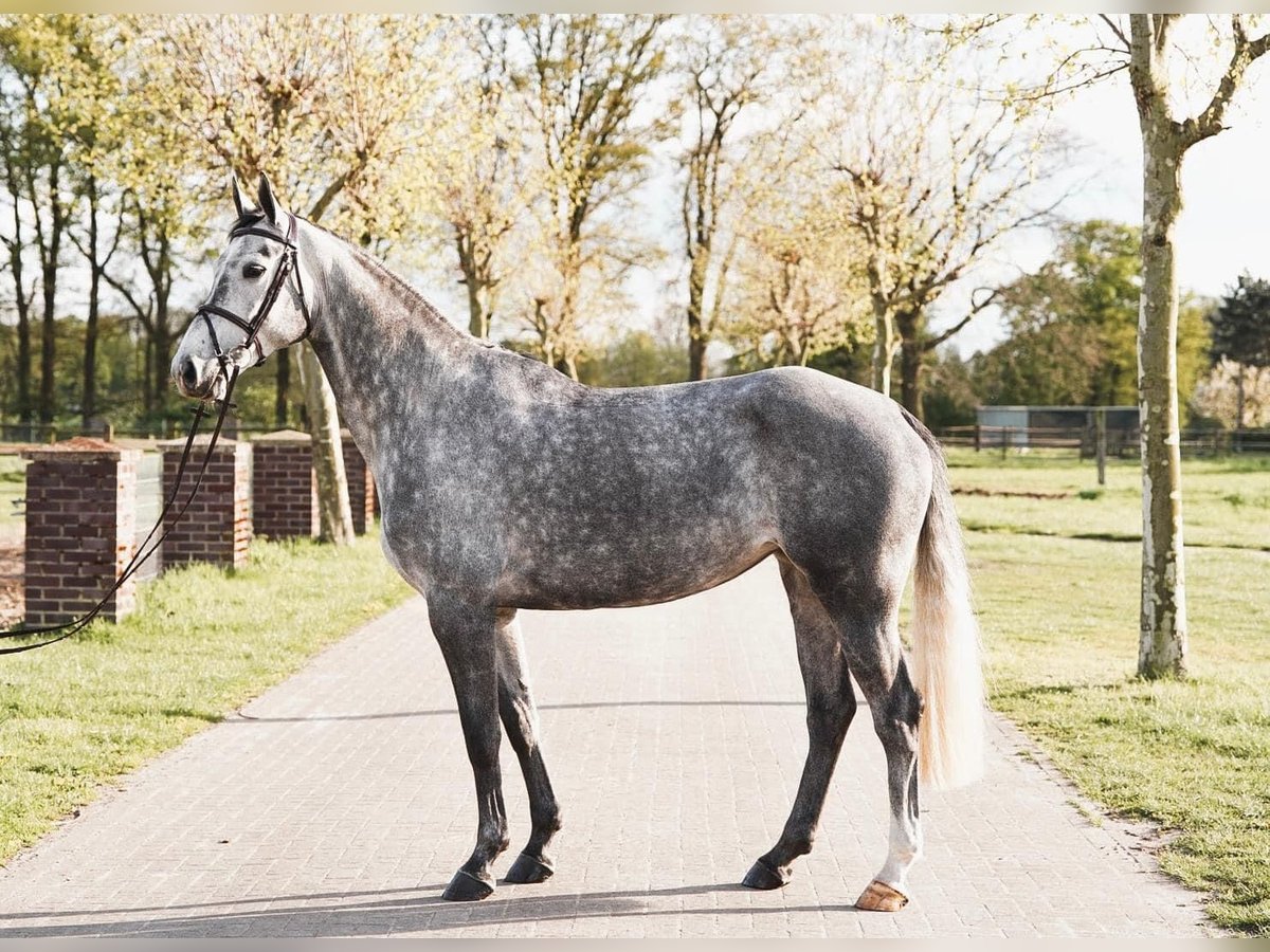 Oldenburg Mare 5 years 16,1 hh Gray-Dapple in Antwerp