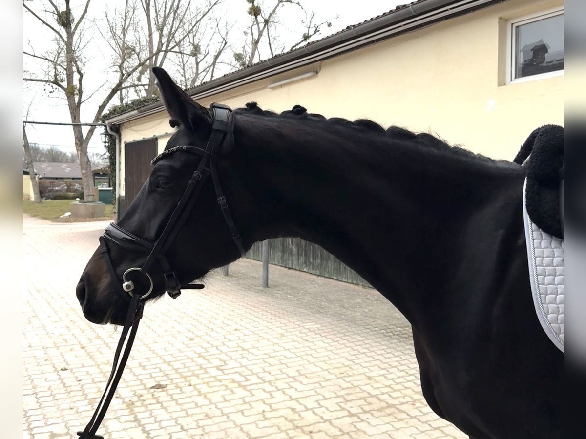 Oldenburg Mare 5 years 16,1 hh Smoky-Black in Günselsdorf