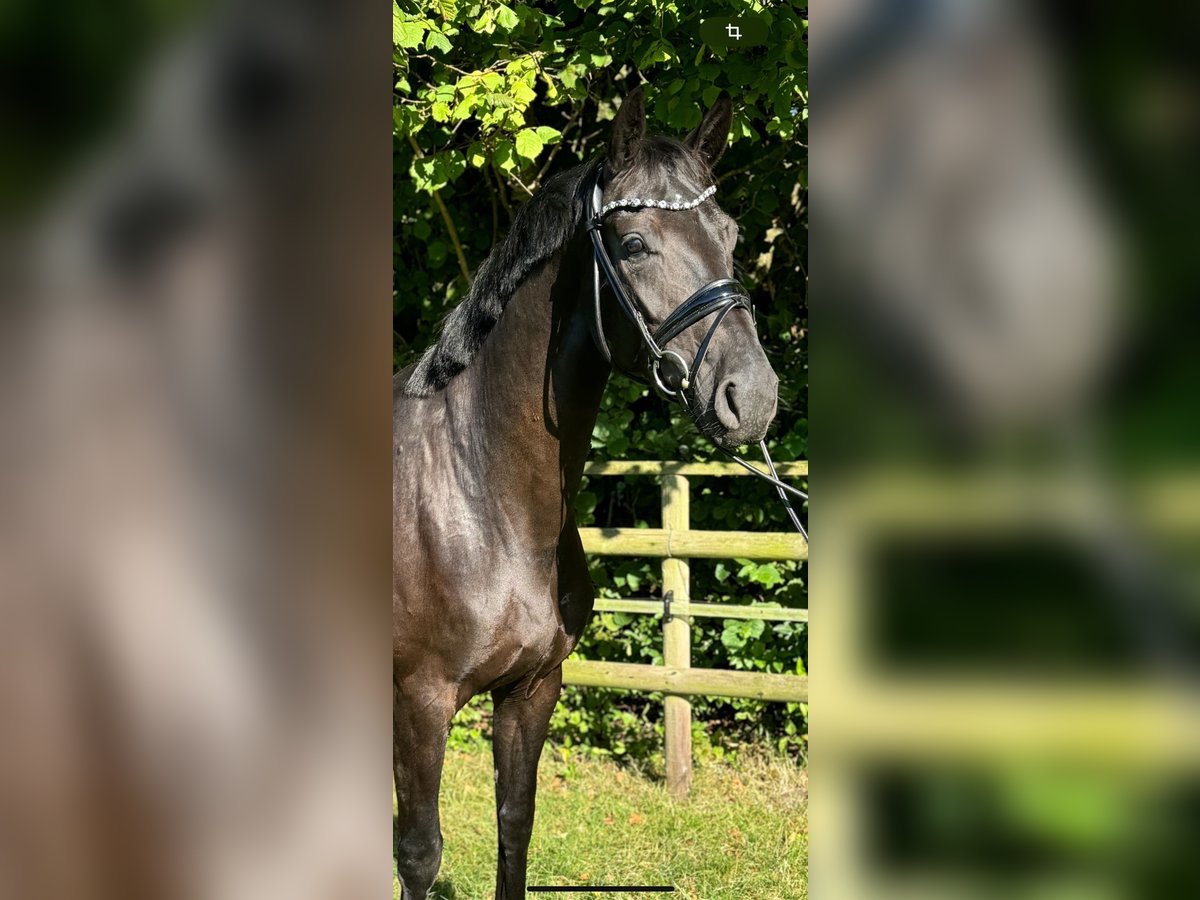 Oldenburg Mare 5 years 16,2 hh Black in Wardenburg