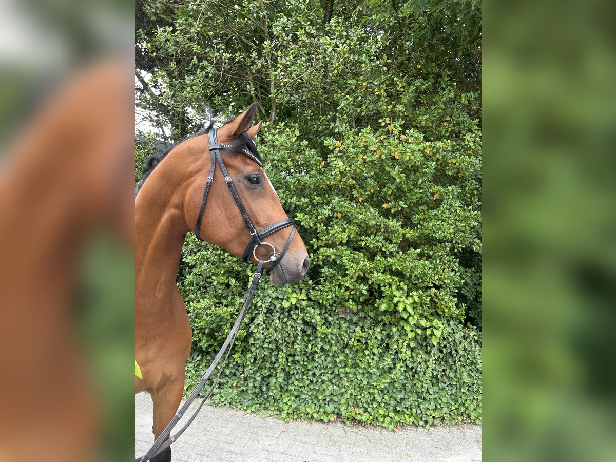 Oldenburg Mare 5 years 16,2 hh Brown in Vechta