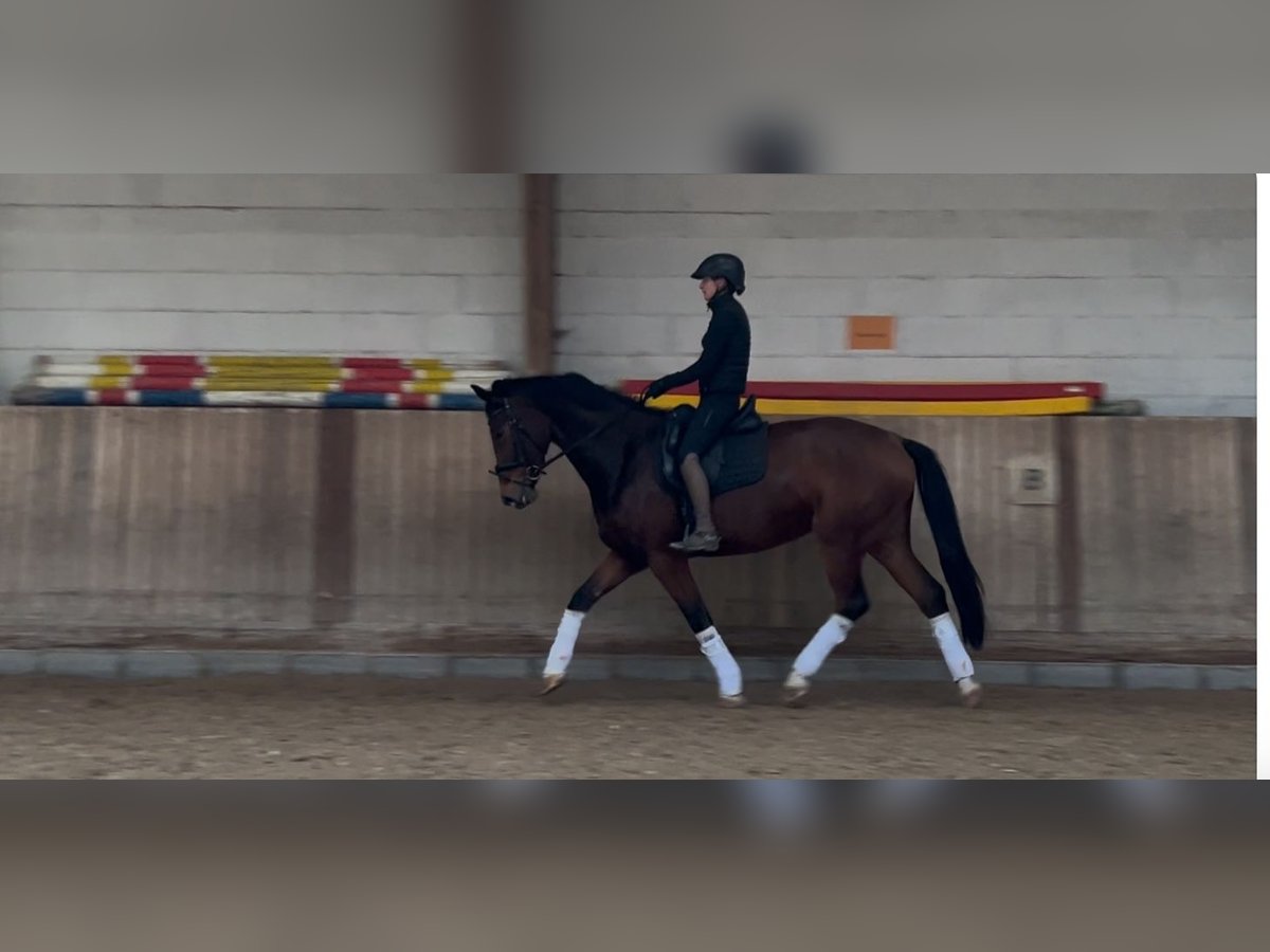 Oldenburg Mare 5 years 16,2 hh Brown in Eppelheim