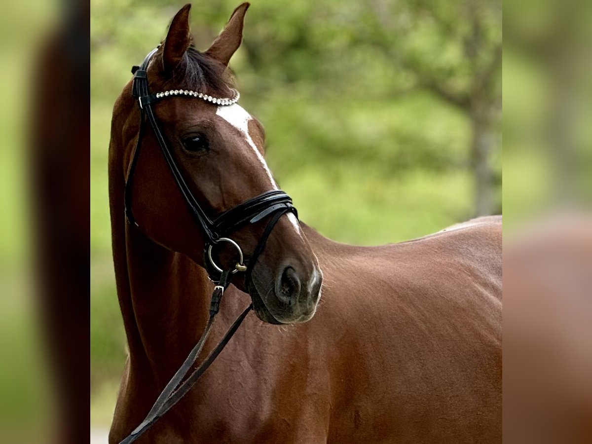 Oldenburg Mare 5 years 16,2 hh Chestnut in Saarbrücken