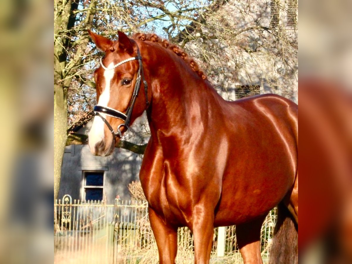 Oldenburg Mare 5 years 16,2 hh Chestnut-Red in Berne