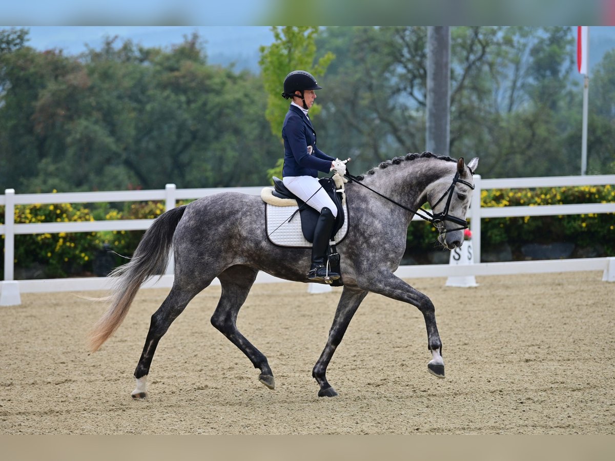 Oldenburg Mare 5 years 16,2 hh Gray-Dapple in Graz,11.Bez.:Mariatrost