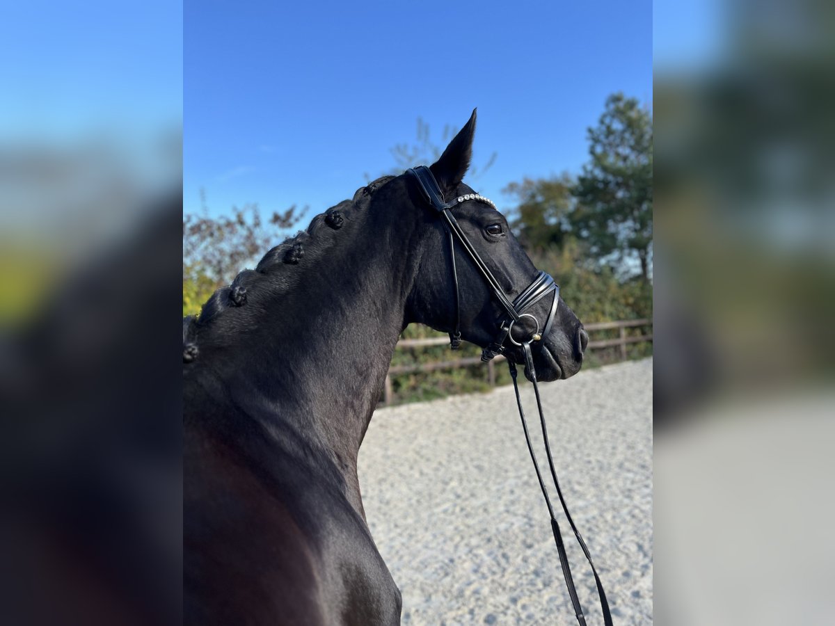 Oldenburg Mare 5 years 16,3 hh Black in Griesheim