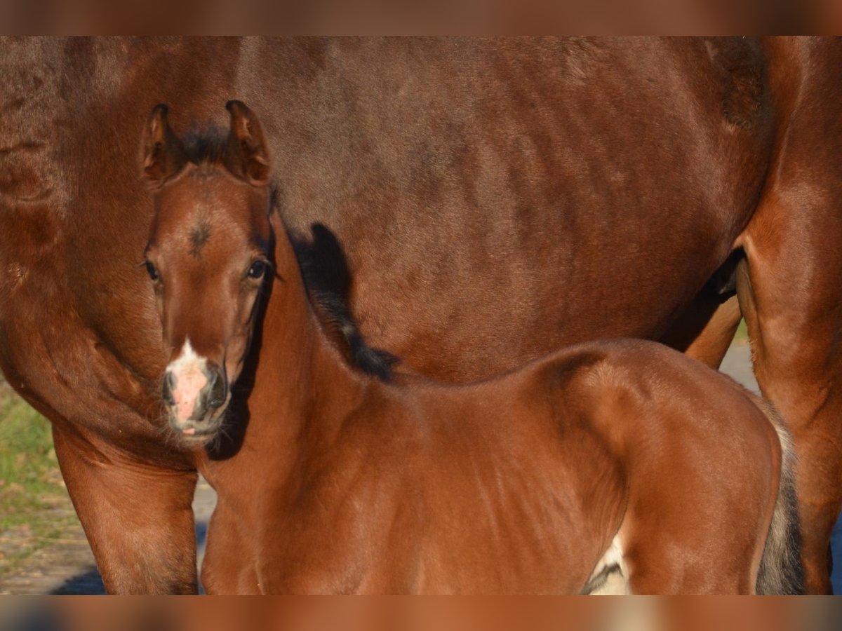 Oldenburg Mare 5 years 16,3 hh Brown in Ankum