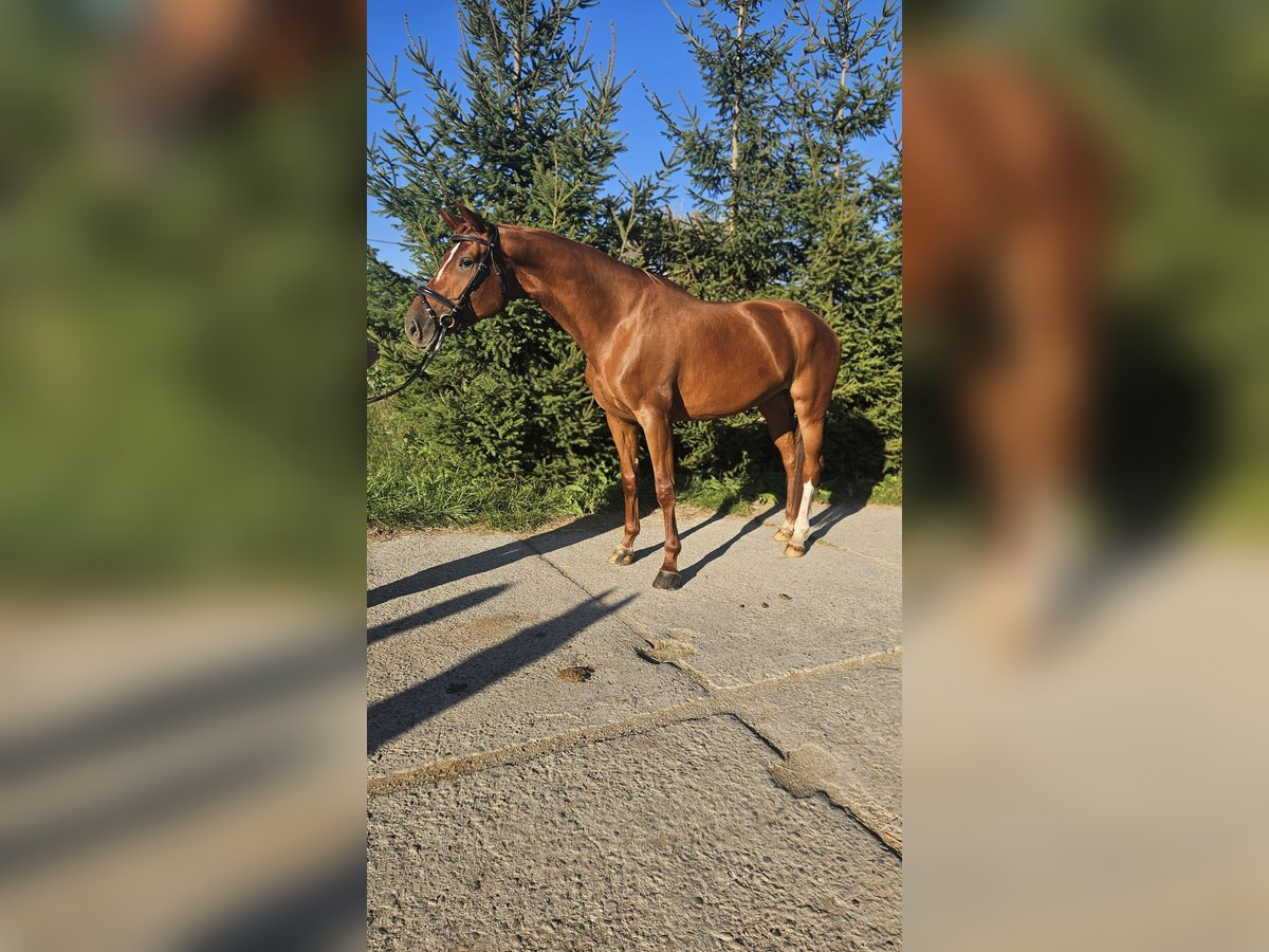 Oldenburg Mare 5 years 16,3 hh Chestnut in Vrutky