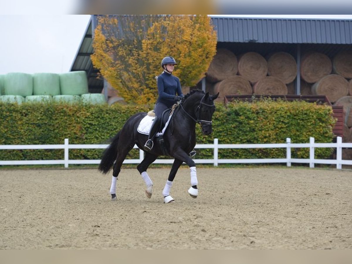 Oldenburg Mare 5 years 16 hh Black in Visbek