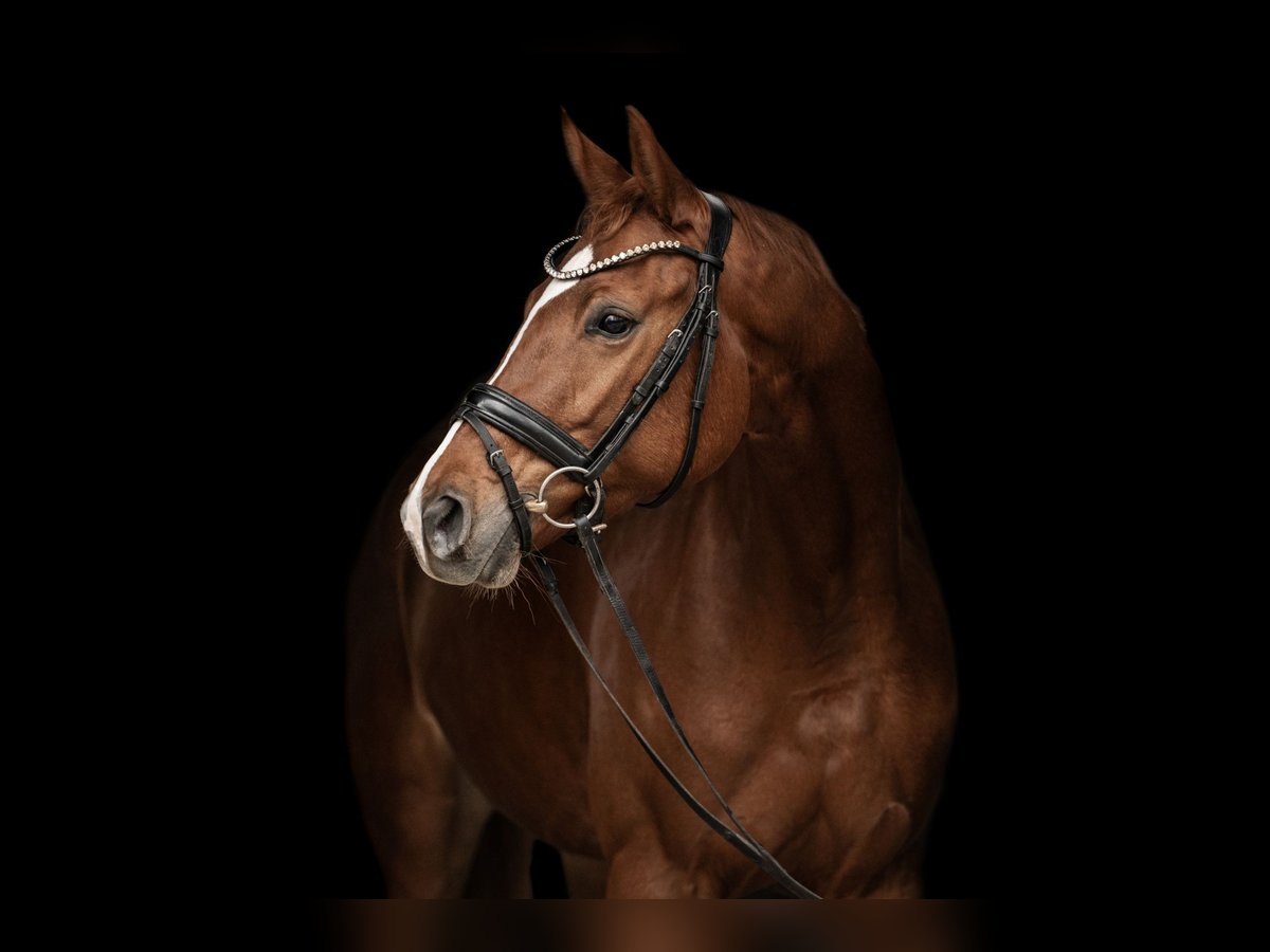 Oldenburg Mare 5 years 16 hh Chestnut-Red in Bretten