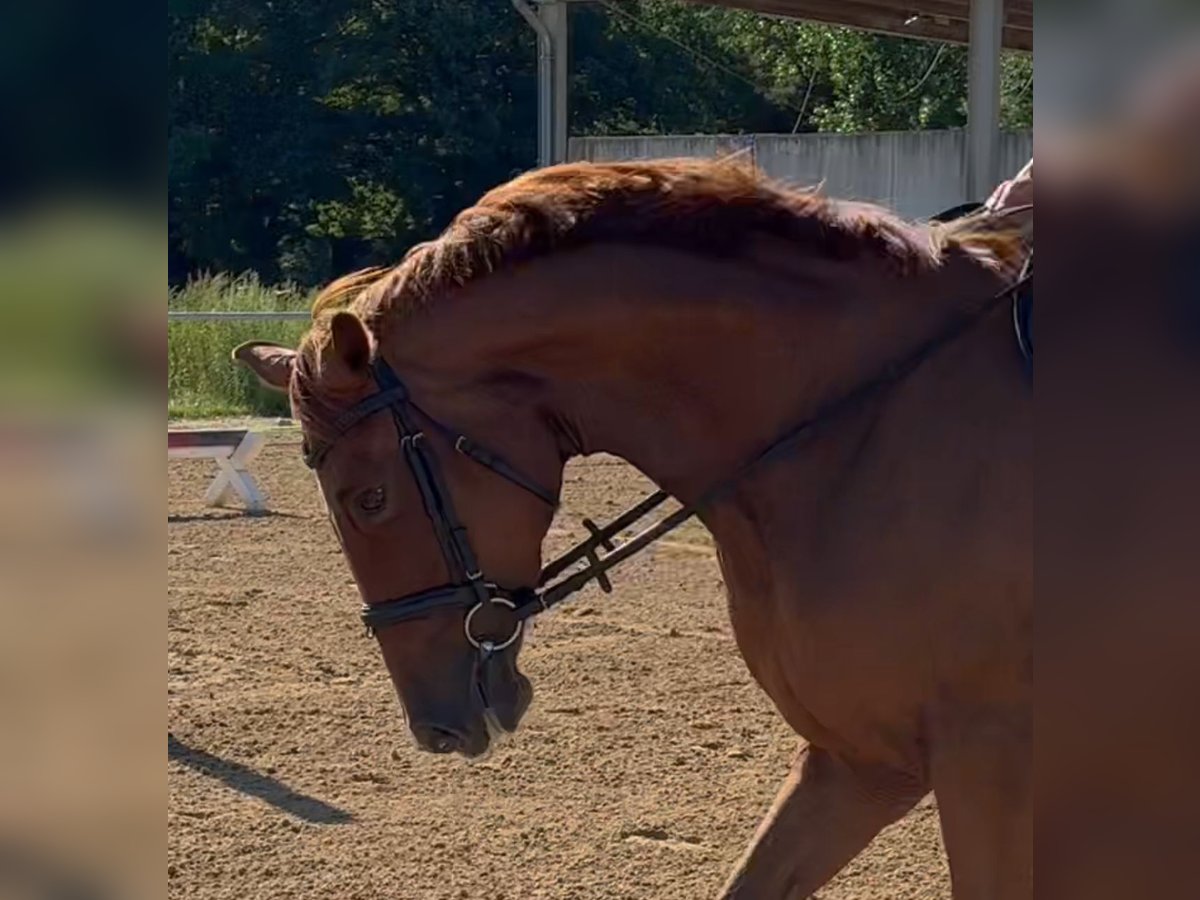 Oldenburg Mare 5 years 16 hh Chestnut-Red in Michaelisbruch