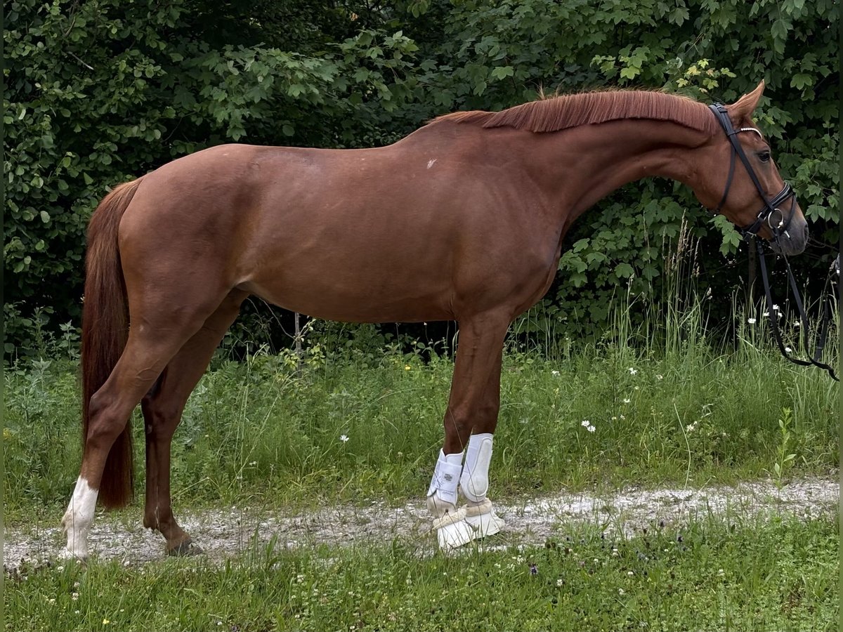 Oldenburg Mare 5 years 16 hh Chestnut-Red in Pliening
