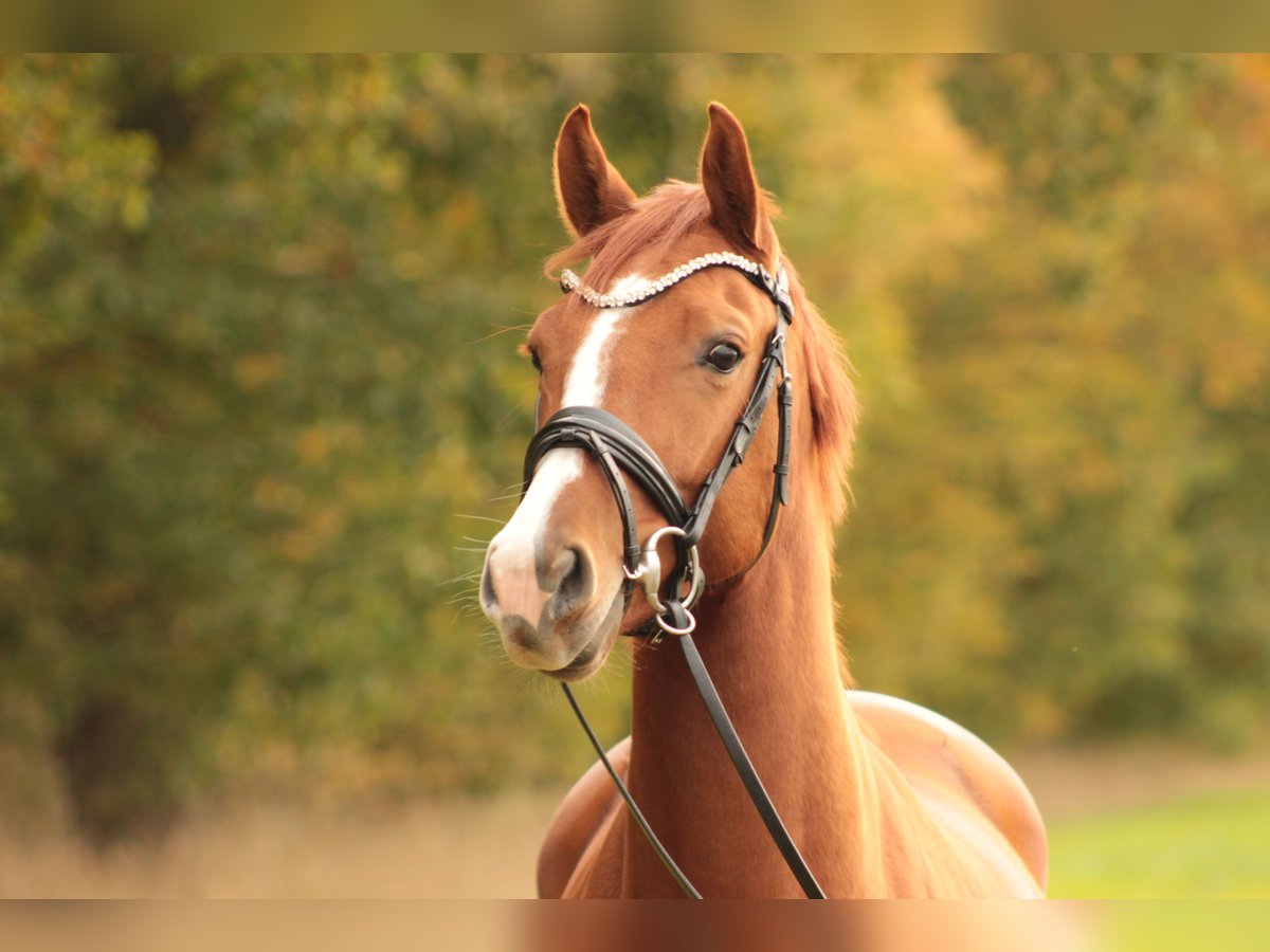 Oldenburg Mare 5 years 16 hh Chestnut-Red in Valluhn