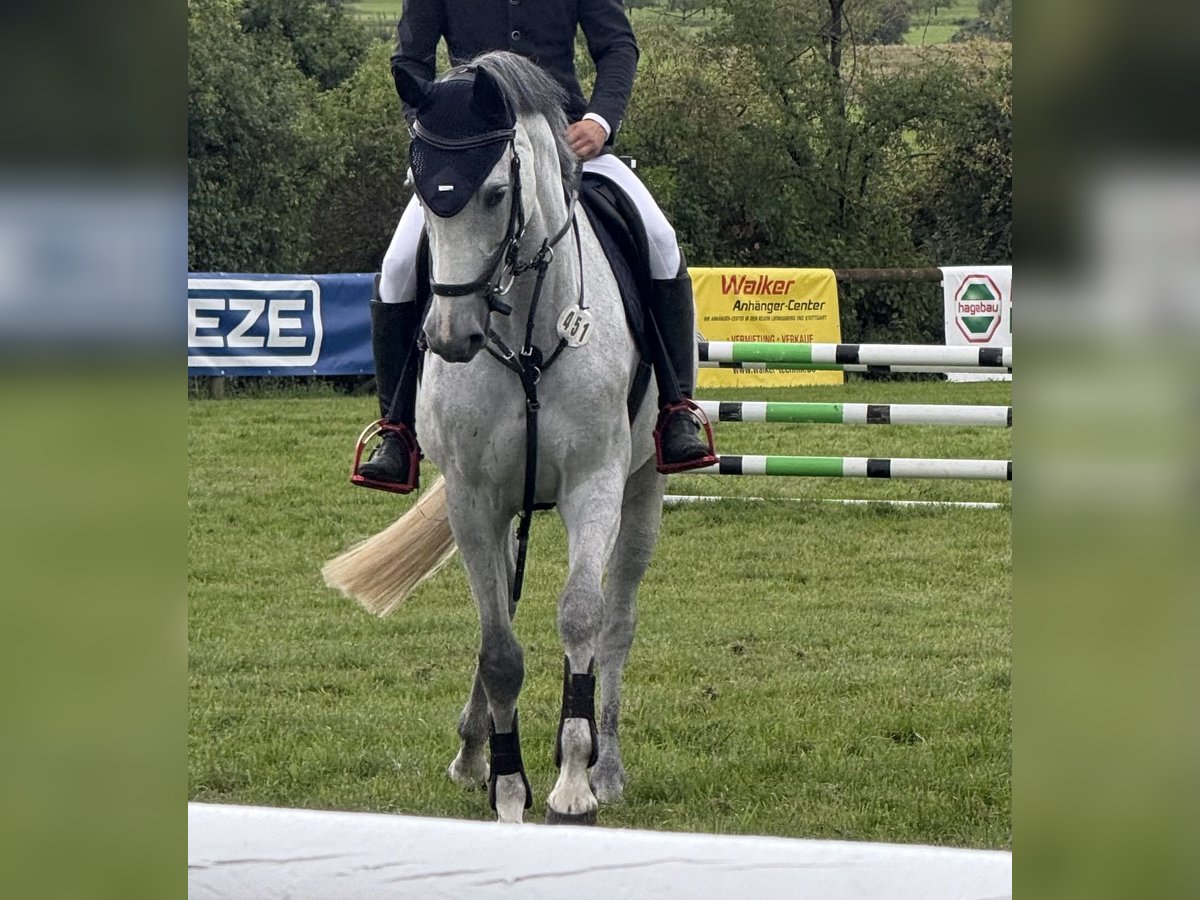 Oldenburg Mare 5 years 16 hh Grey in Weil der Stadt