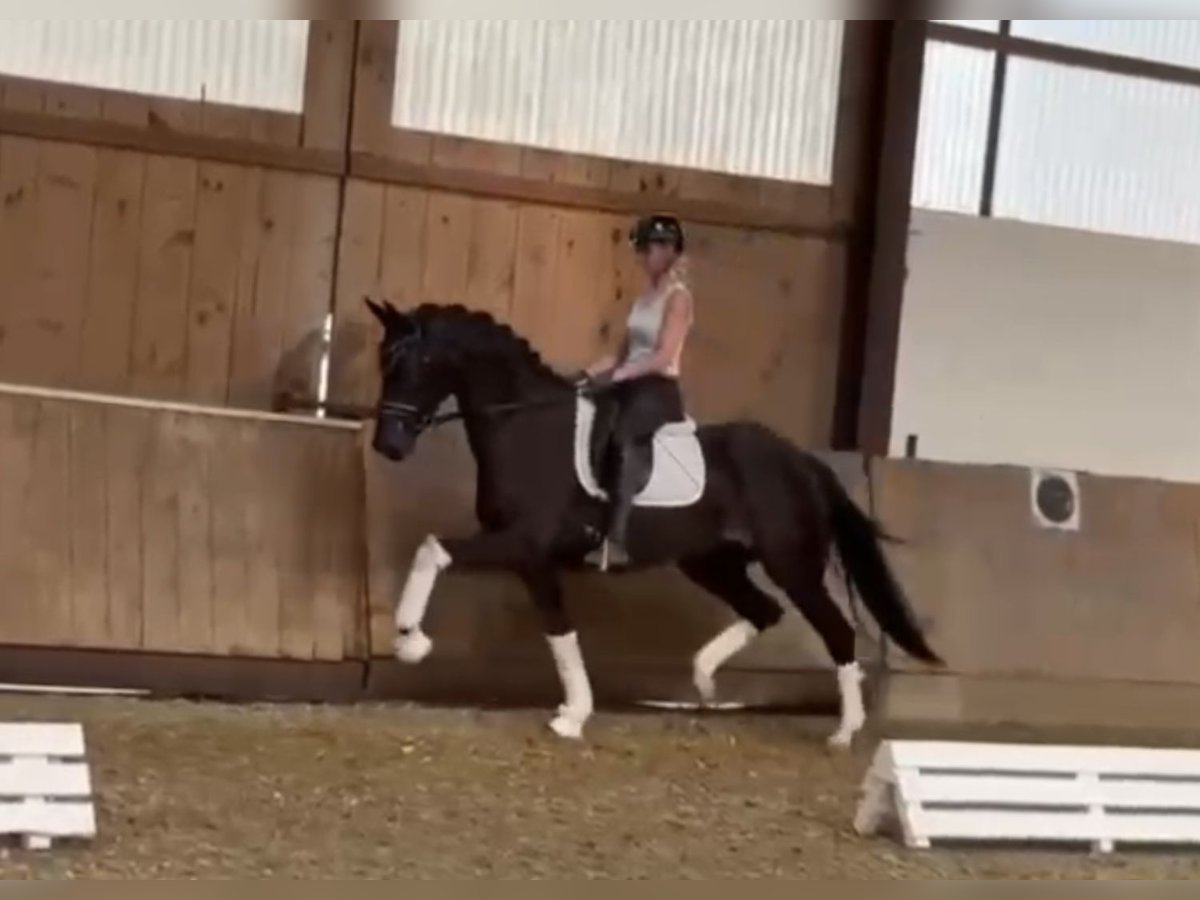 Oldenburg Mare 5 years 16 hh Smoky-Black in Bielefeld