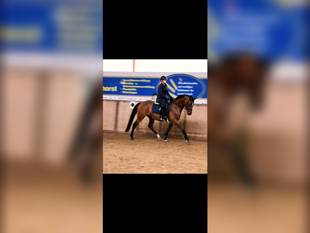 Oldenburg Mare 5 years 16,1 hh Brown in Nordhorn