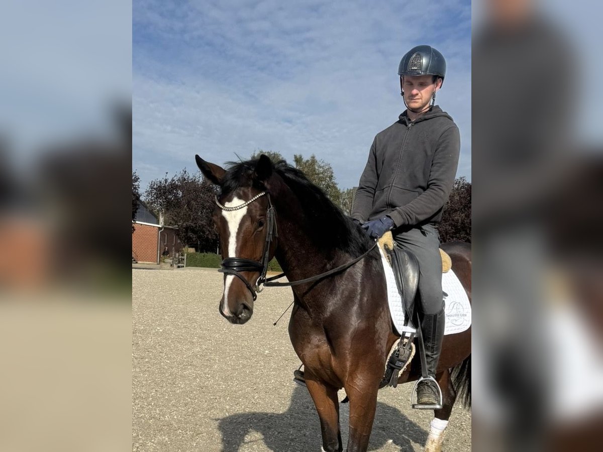 Oldenburg Mare 5 years 16,1 hh Brown in Willich