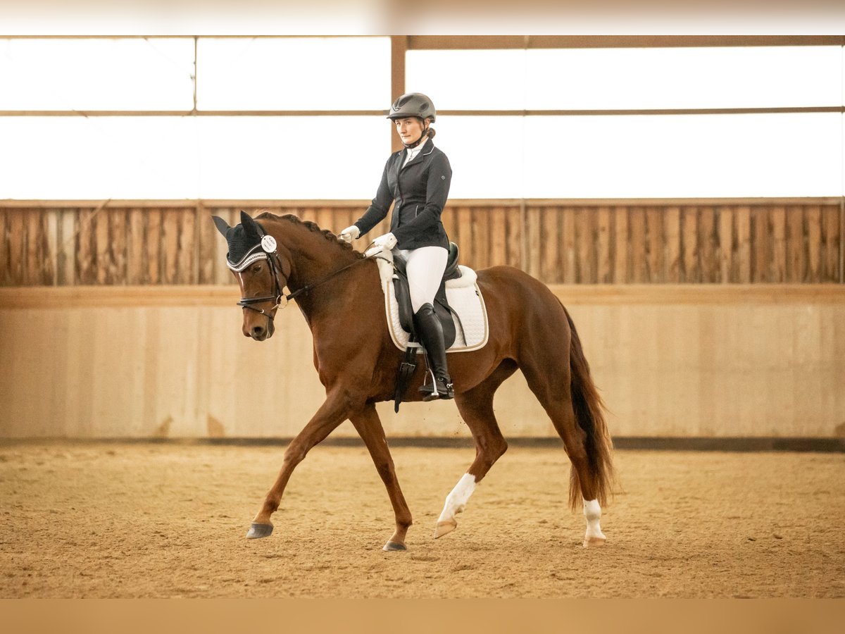 Oldenburg Mare 5 years 16,1 hh Chestnut-Red in Cham