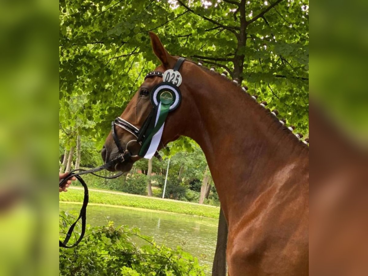 Oldenburg Mare 5 years 16,1 hh in Steinau Oldenburg Mare 5 years 16,1 hh in Steinau