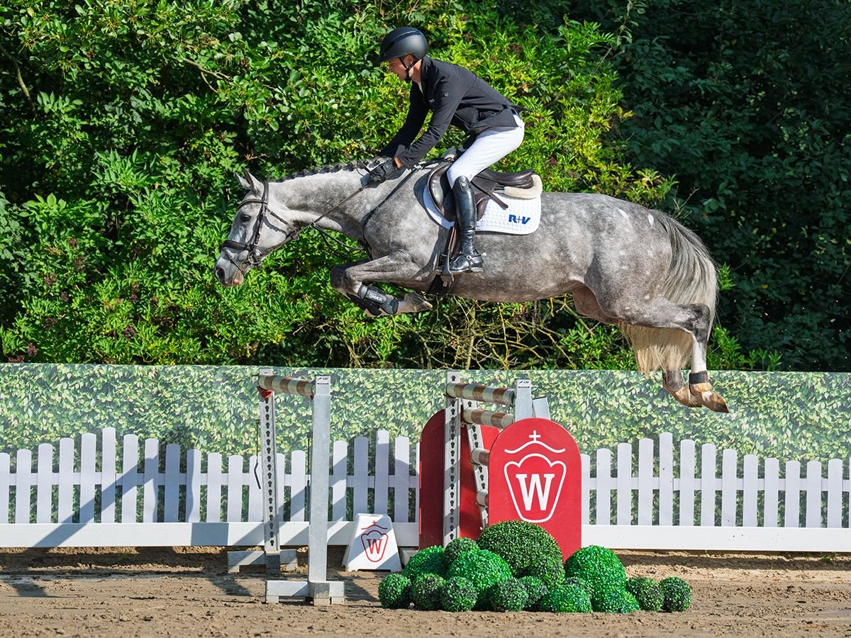Oldenburg Mare 5 years 16,1 hh Grey in M&#xFC;nster-Handorf