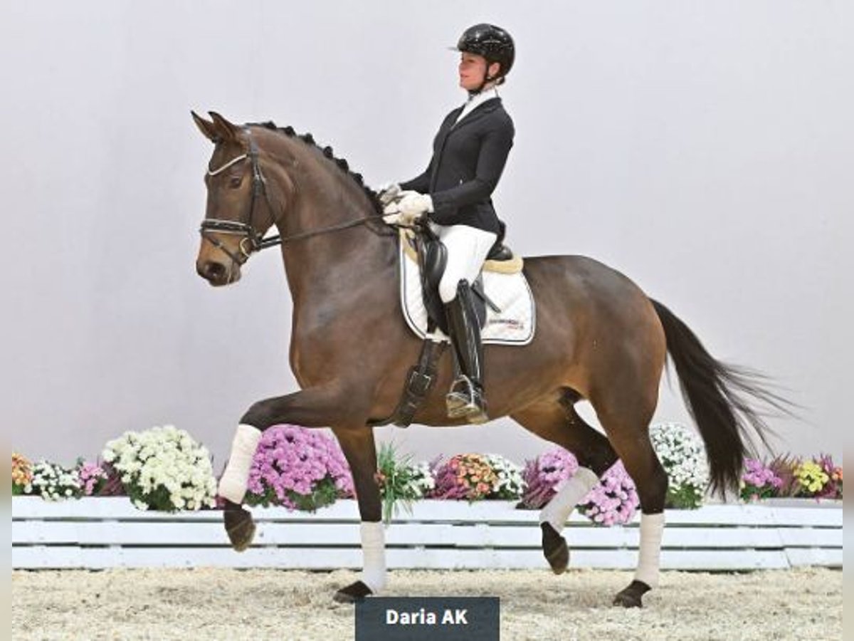 Oldenburg Mare 5 years 16,2 hh Bay-Dark in Vechta