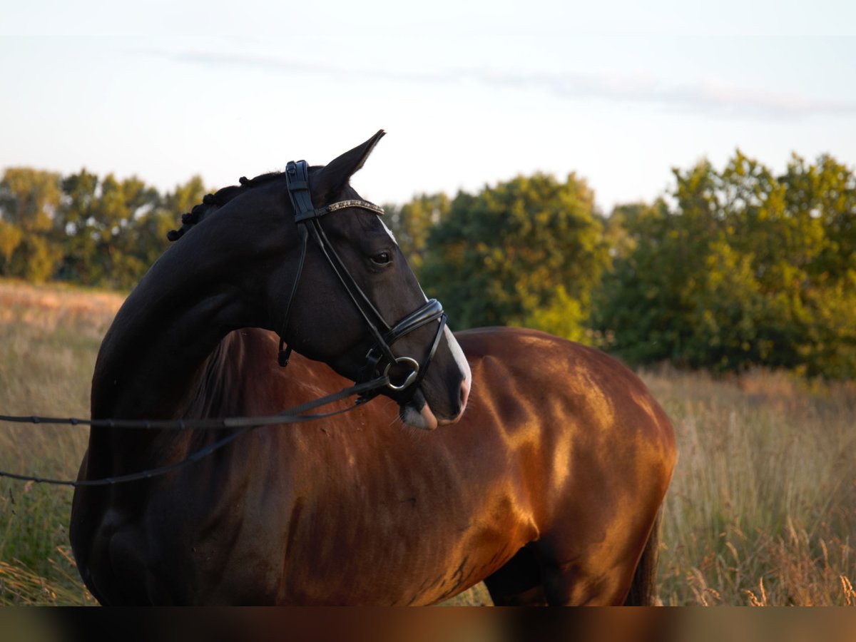 Oldenburg Mare 5 years 16,2 hh Black in Rostock