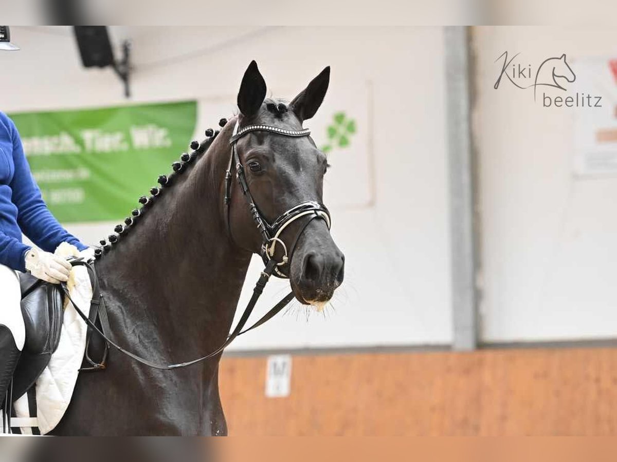 Oldenburg Mare 5 years 16,2 hh Black in Suhlendorf