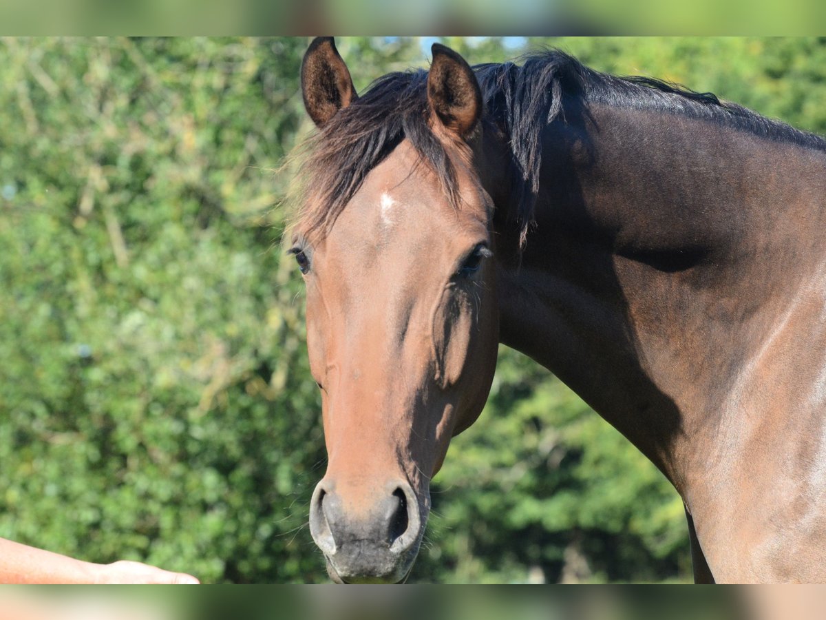 Oldenburg Mare 5 years 16,2 hh Brown in Jever