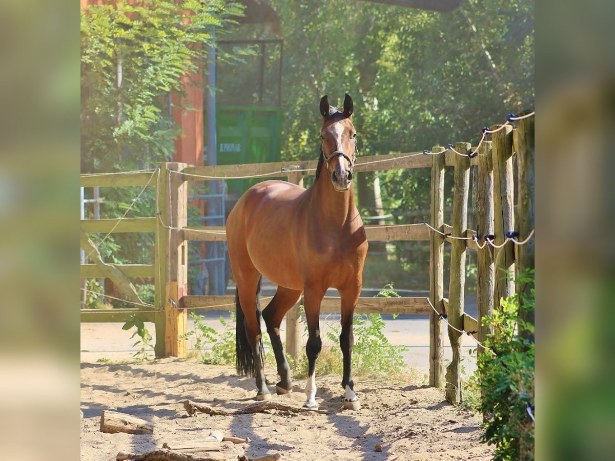 Oldenburg Mare 5 years 16,2 hh Brown in Telgte