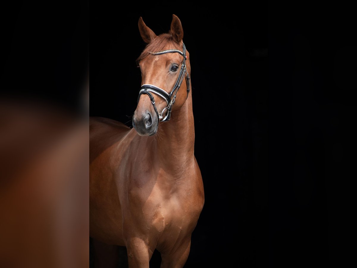 Oldenburg Mare 5 years 16,2 hh Chestnut-Red in Herbstein