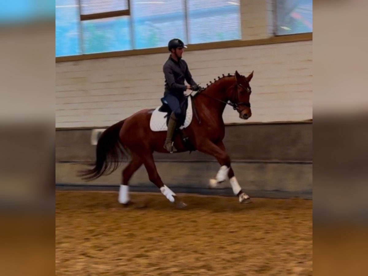 Oldenburg Mare 5 years 16,2 hh Chestnut-Red in Neukirchen-Vluyn