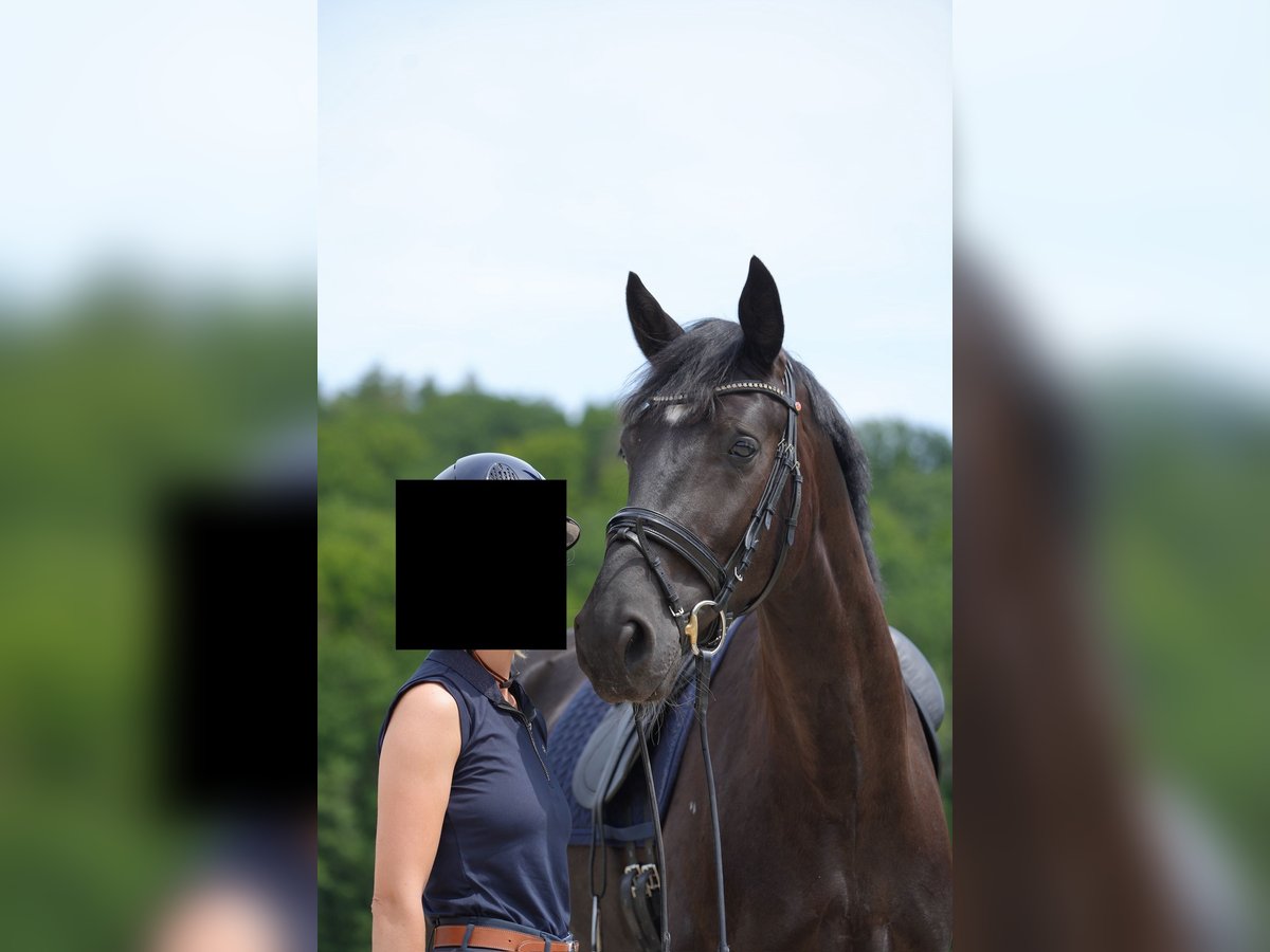 Oldenburg Mare 5 years 16,3 hh Black in Sch&#xF6;naich