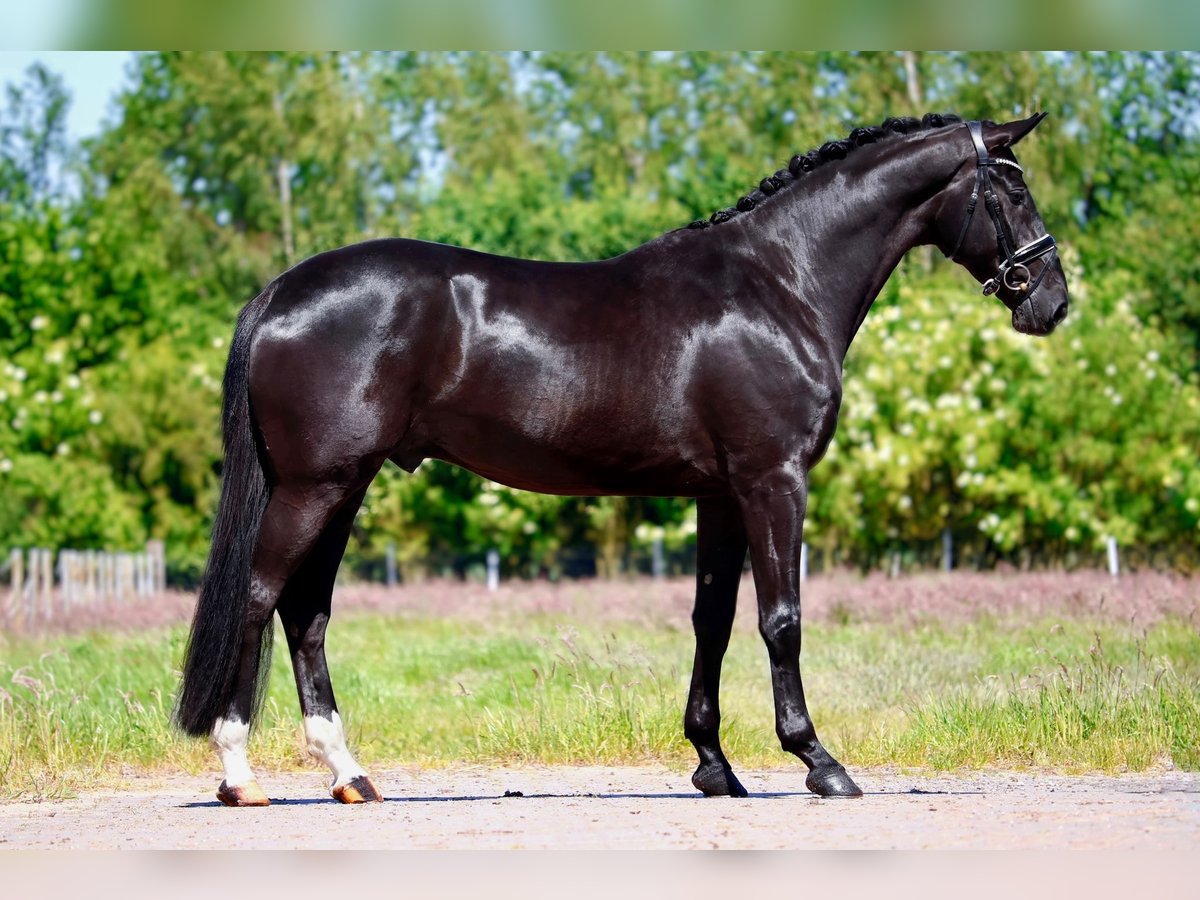 Oldenburg Mare 5 years 16,3 hh Black in Lingen