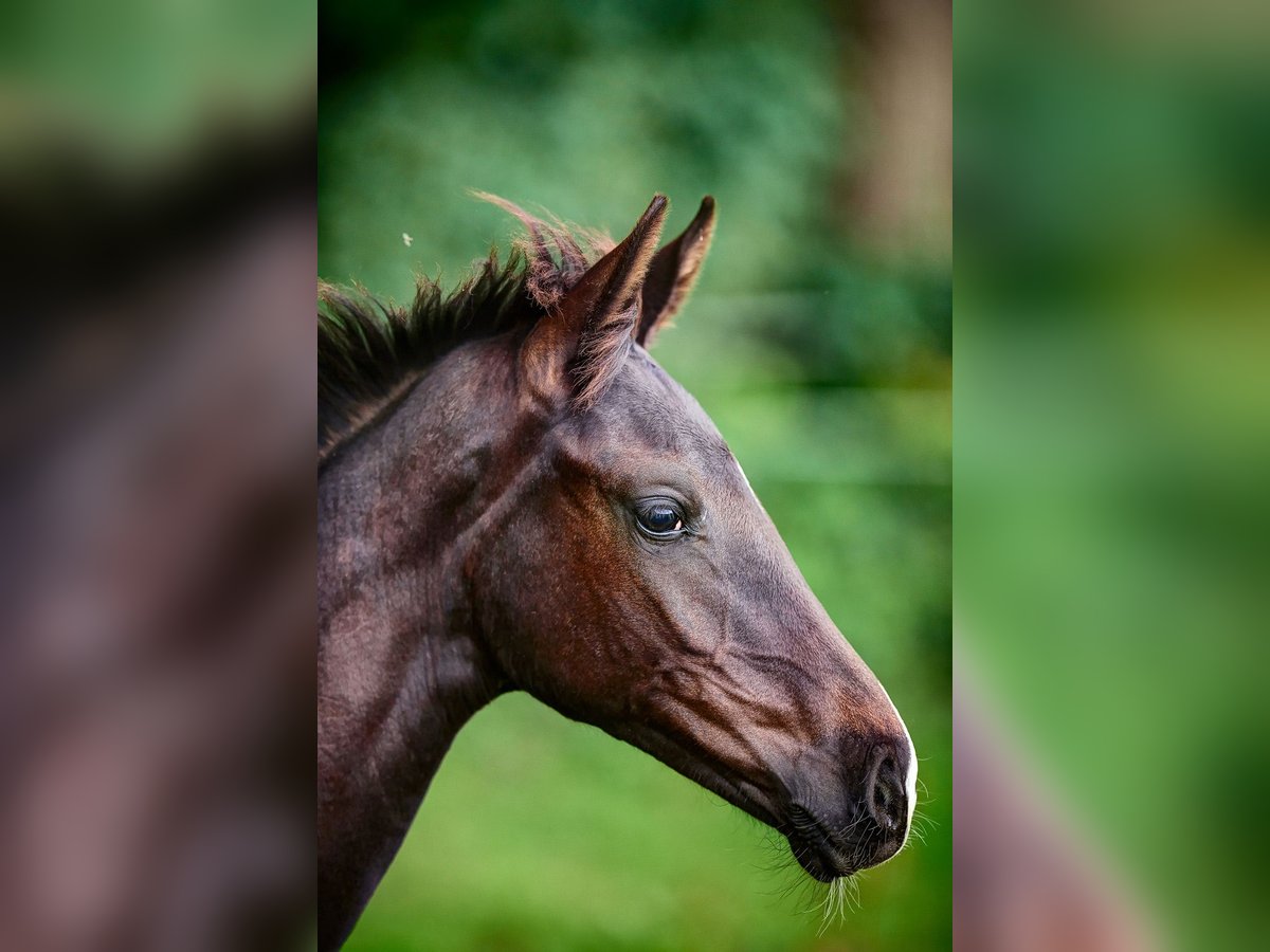 Oldenburg Mare 5 years 16,3 hh Black in Calden