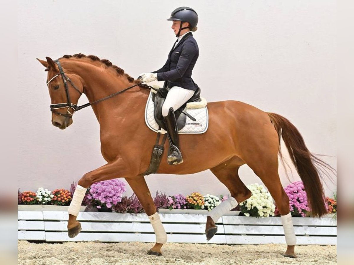 Oldenburg Mare 5 years 16,3 hh Chestnut-Red in Vechta