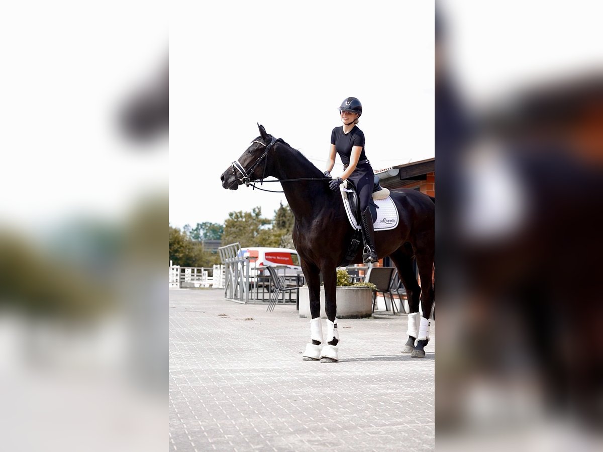 Oldenburg Mare 5 years 17 hh Black in Schloß Holte-Stukenbrock