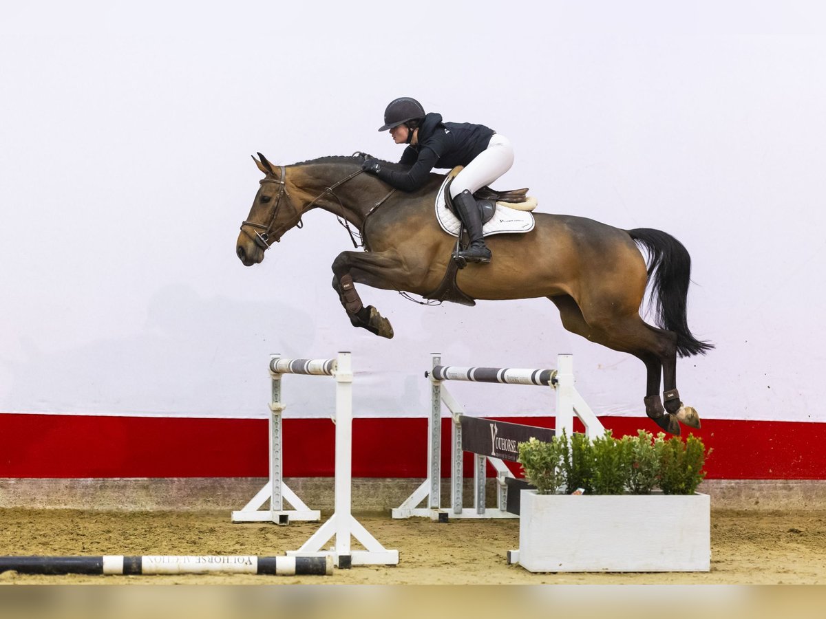 Oldenburg Mare 5 years 17 hh Brown in Waddinxveen