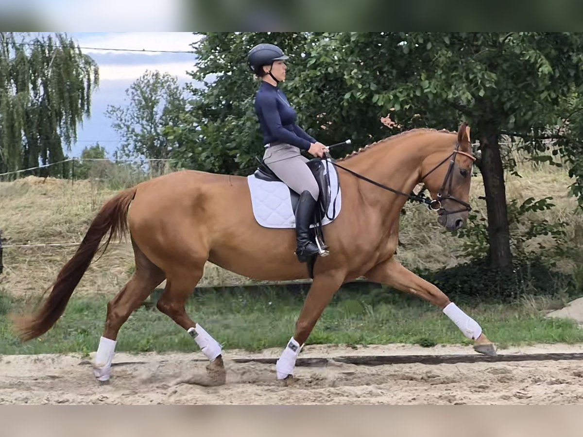 Oldenburg Mare 5 years 17 hh Chestnut-Red in Arzberg