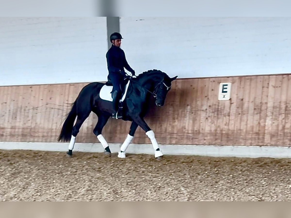Oldenburg Mare 5 years Black in Vechta Oldenburg Mare 5 years Black in Vechta