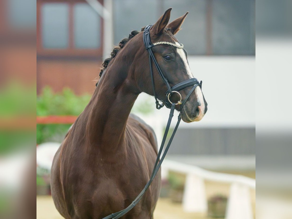 Oldenburg Mare 5 years Chestnut-Red in Münster-Handorf