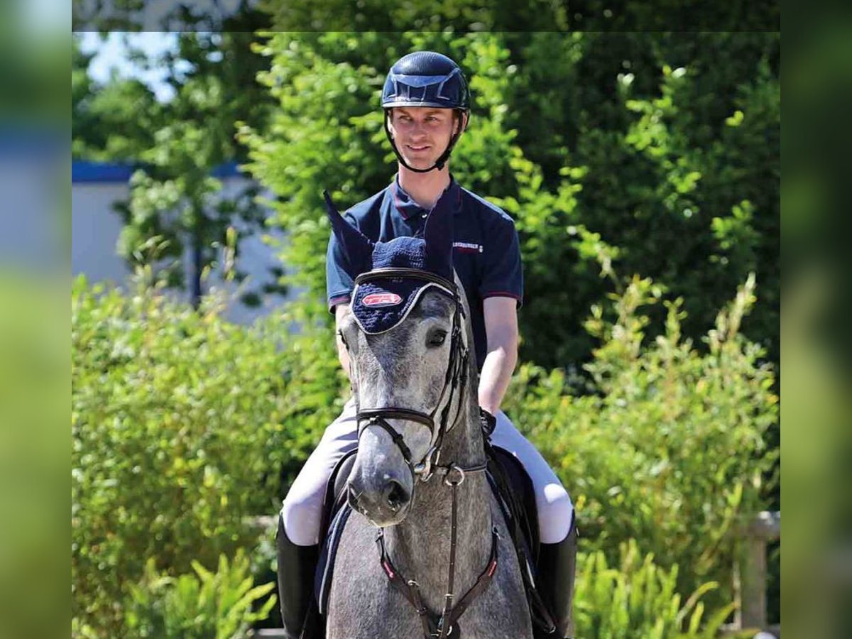 Oldenburg Mare 5 years Gray in Vechta