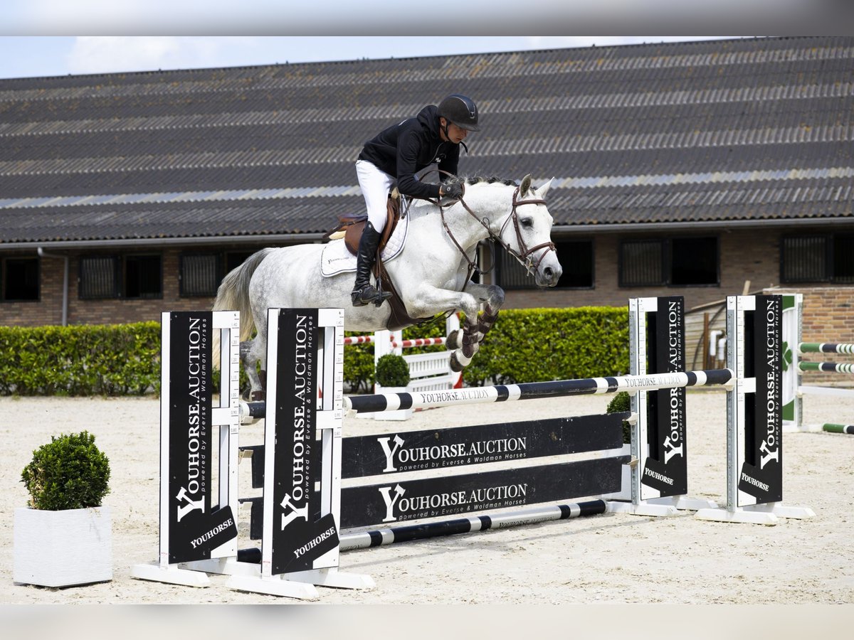 Oldenburg Mare 6 years 15,2 hh Grey in Waddinxveen