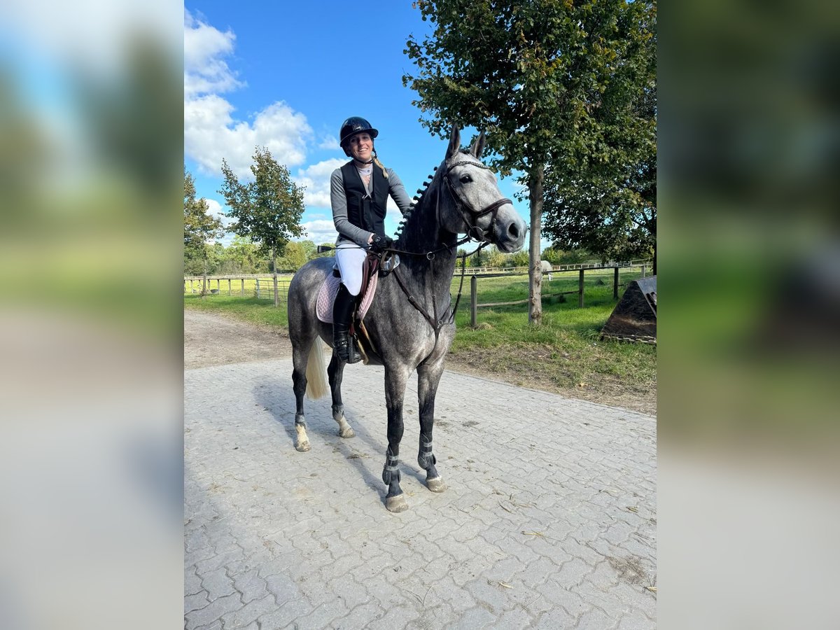 Oldenburg Mare 6 years 15,3 hh Gray in Marne
