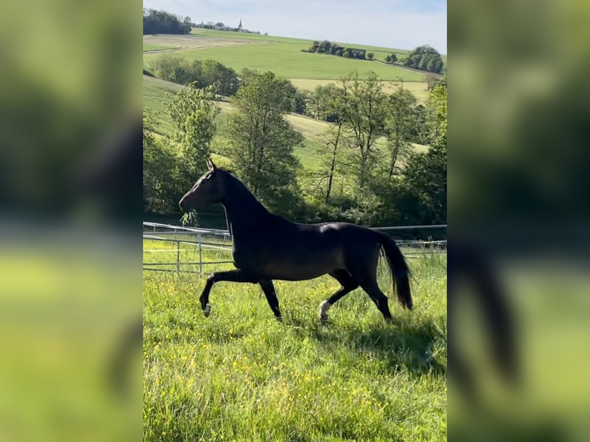 Oldenburg Mare 6 years 16,1 hh Bay-Dark in Reichertsheim