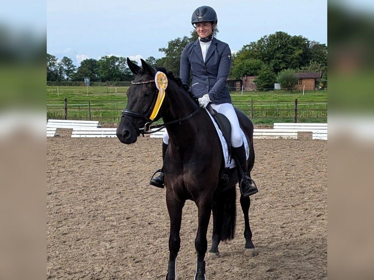 Oldenburg Mare 6 years 16,1 hh Black in Wardenburg