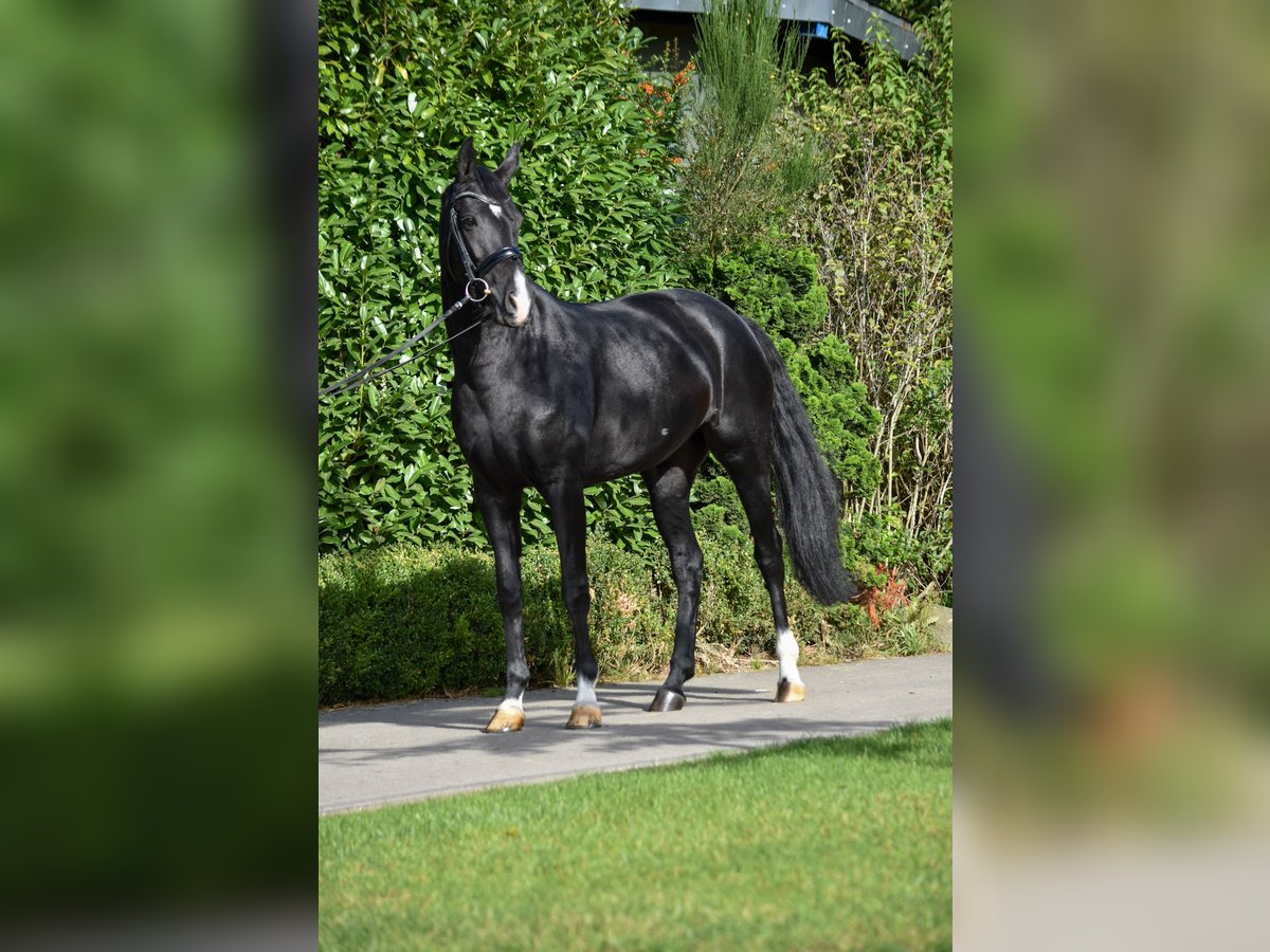 Oldenburg Mare 6 years 16,1 hh Black in Ehrenburg